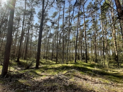 Grobowce sprzed 5500 lat w Lesie Sobockim